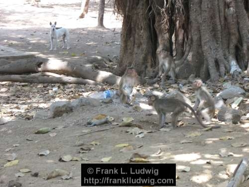 Monkeys, Death, Wake, Grief, Elephanta Island, Maharashtra, Bombay, Mumbai, India